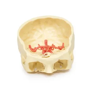 3D Printed Circle of Willis