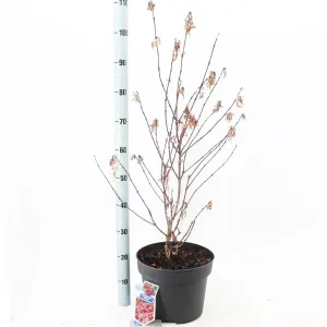 Acer Palmatum Shaina 29cm Pot 40cm Shrub Plant