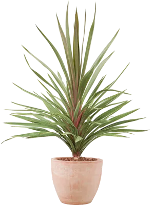 Cordyline australis 'Red Heart' in Terra Cotta Office Plant With Pot 140cm Height 32cm Dia