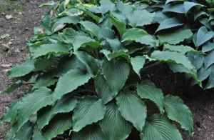 Petticoat Junction Hosta