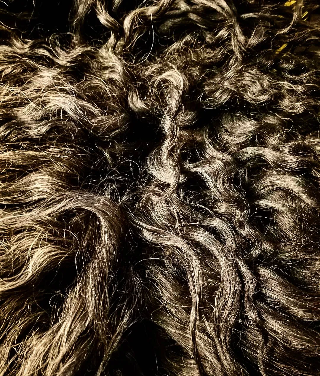 Raw Icelandic Sheep Wool- Fleece