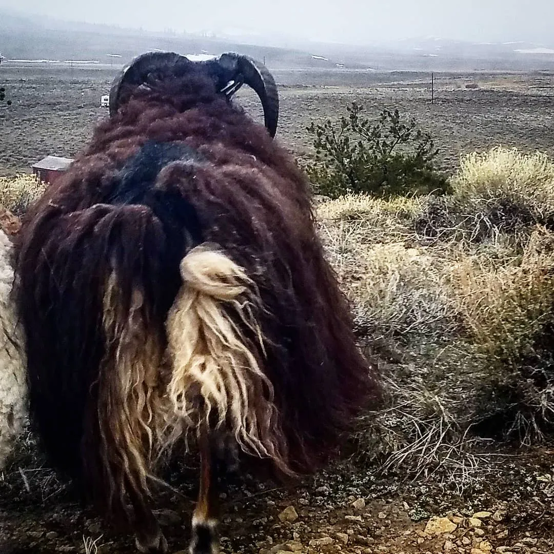 Raw Icelandic Sheep Wool- Fleece