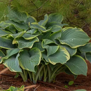 Regal Splendor Hosta